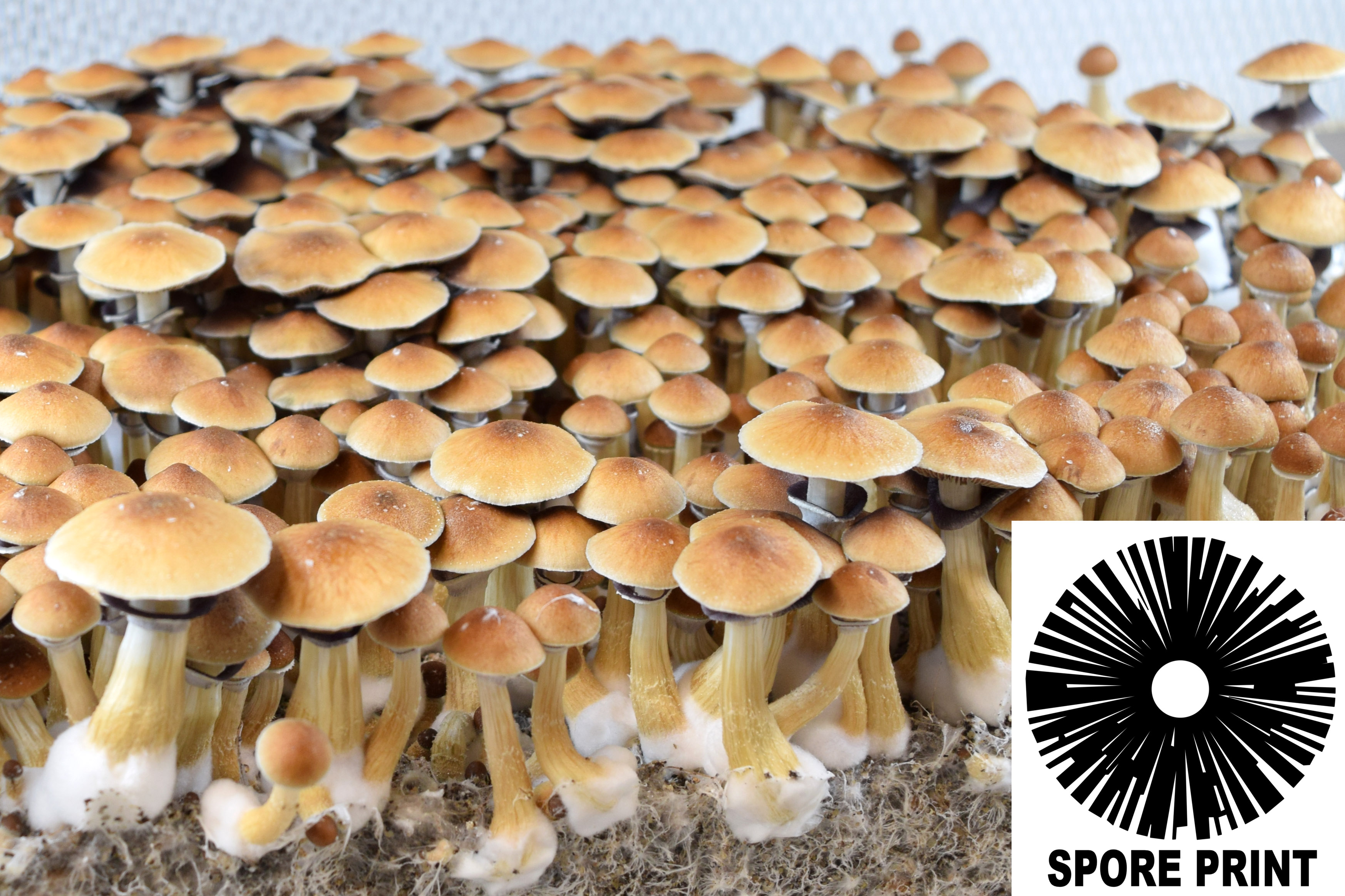 Psilocybe cubensis : Penis Envy #6 PE6 Spore Print