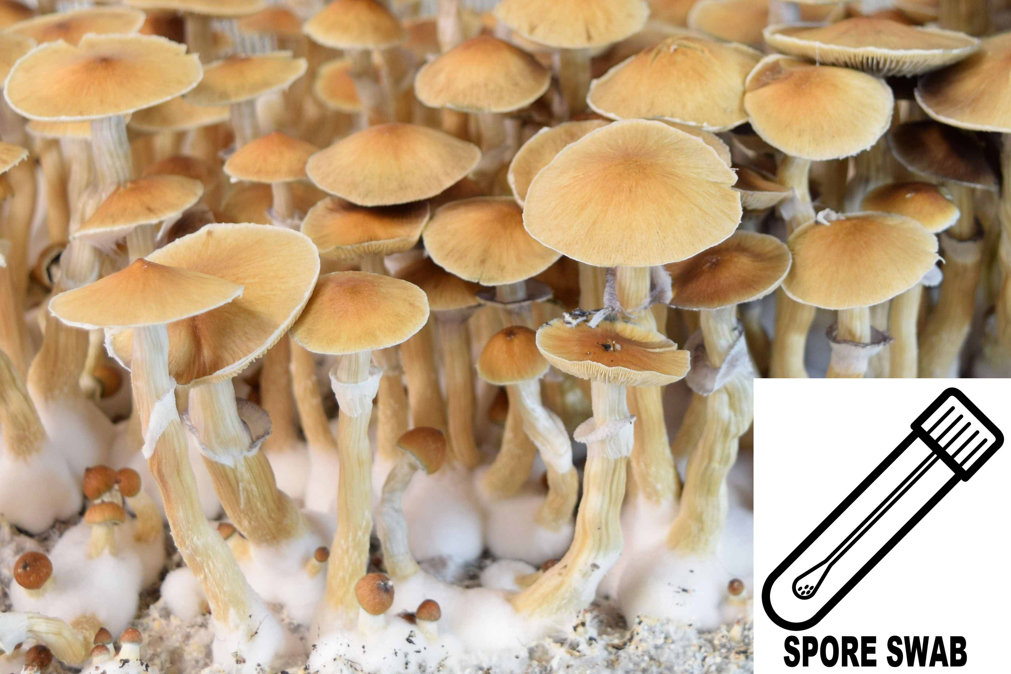 Psilocybe cubensis : Syzygy Spore Swab Psilocybe cubensis : Syzygy Spore Swab