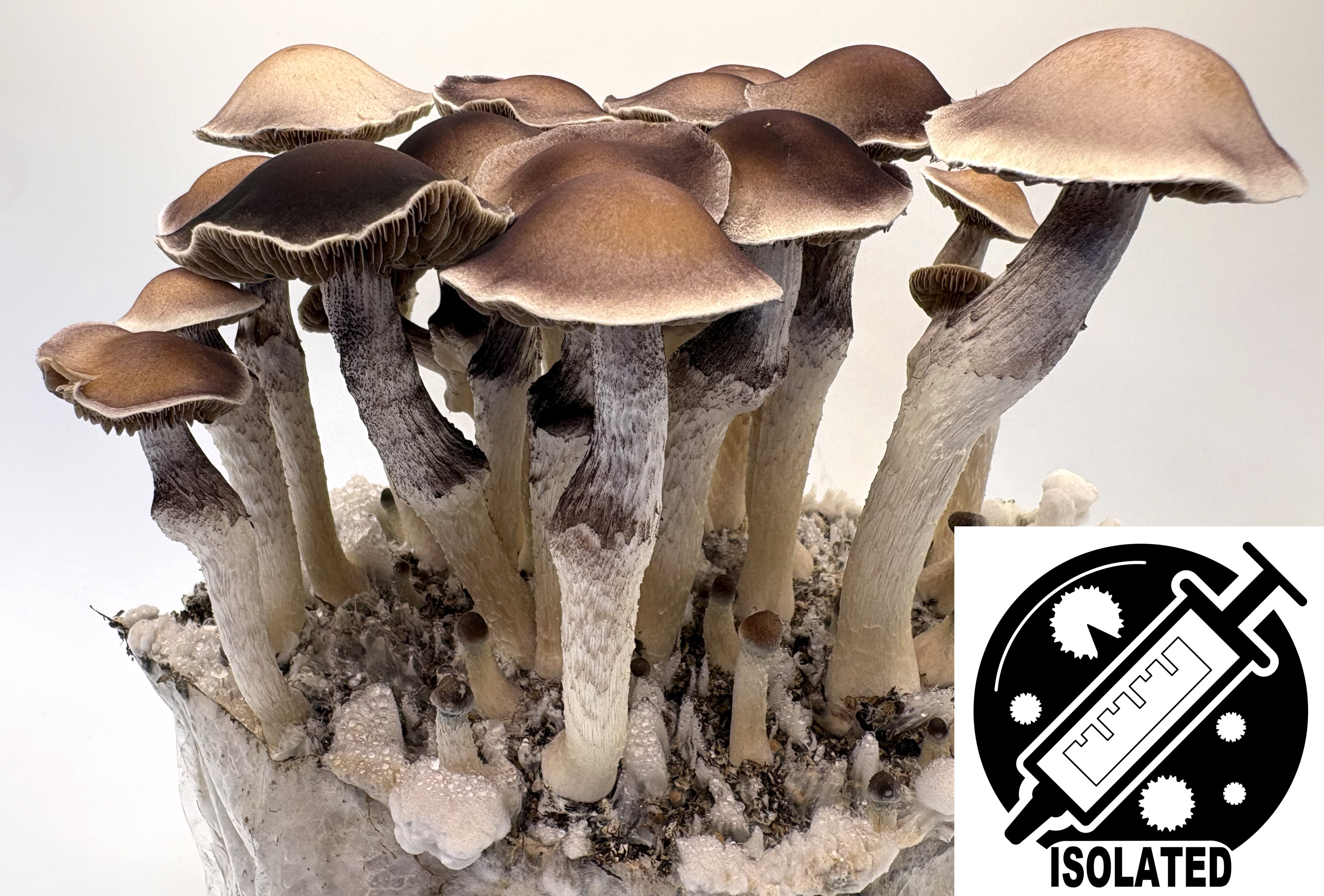 Psilocybe zinnii : Spore Isolate Syringe