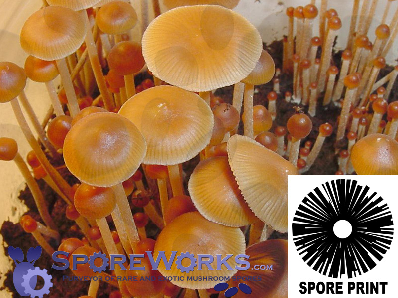 Psilocybe mexicana : Jalisco Spore Print Psilocybe mexicana : Jalisco Spore Print