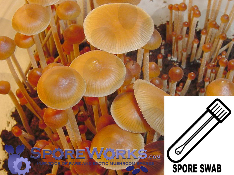 Psilocybe mexicana : Jalisco Spore Swab Psilocybe mexicana : Jalisco Spore Swab
