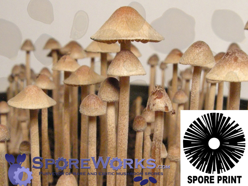 Psilocybe tampanensis : Pollock Spore Print Psilocybe tampanensis : Pollock Spore Print