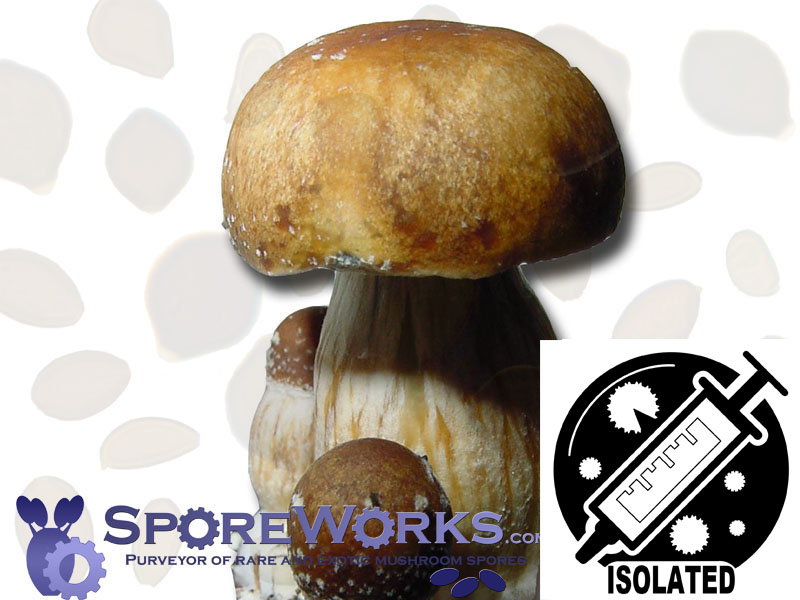 Psilocybe cubensis : PF Standard (Classic) Spore Isolate Syringe