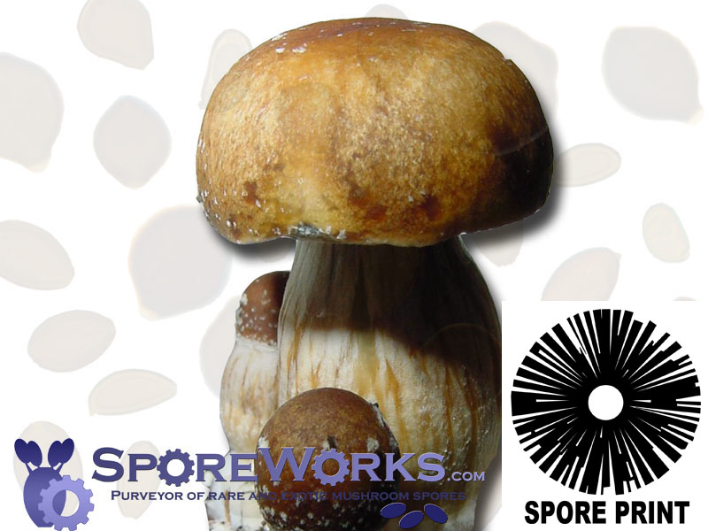 Psilocybe cubensis : PF Standard (Classic) Spore Print Psilocybe cubensis : PF Standard (Classic) Spore Print