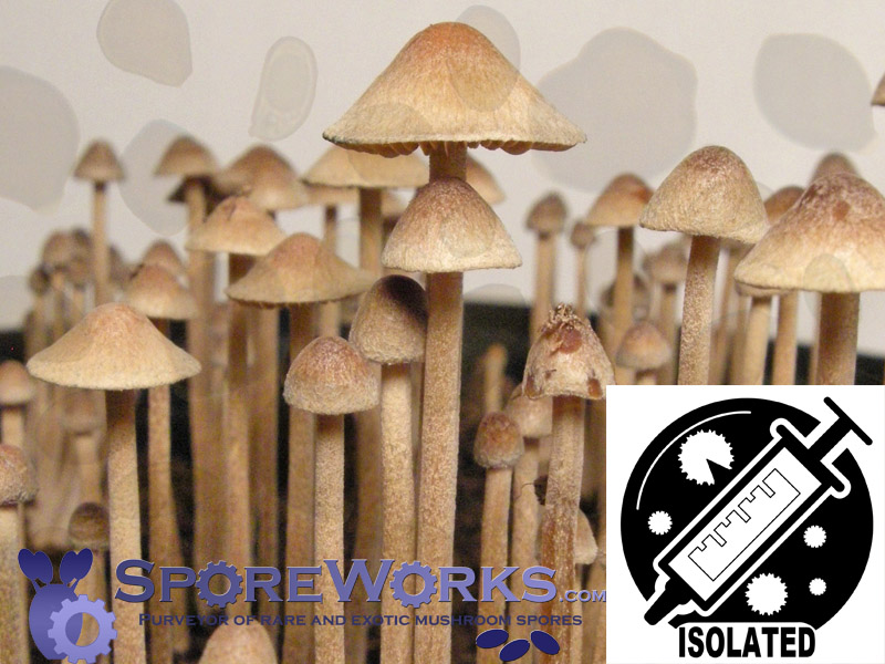 Psilocybe tampanensis : Pollock Spore Isolate Syringe